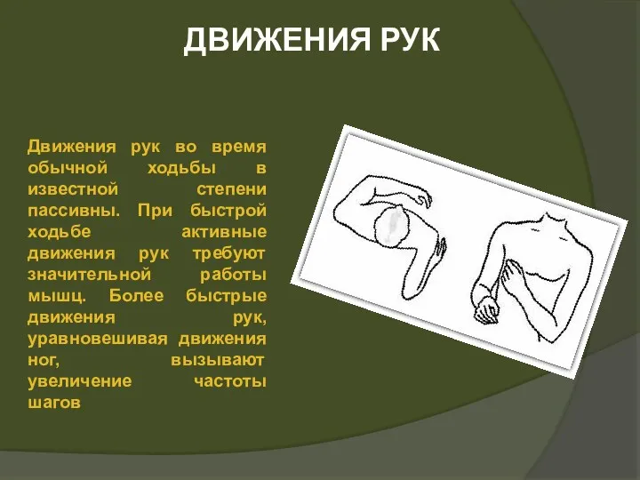 ДВИЖЕНИЯ РУК Движения рук во время обычной ходьбы в известной