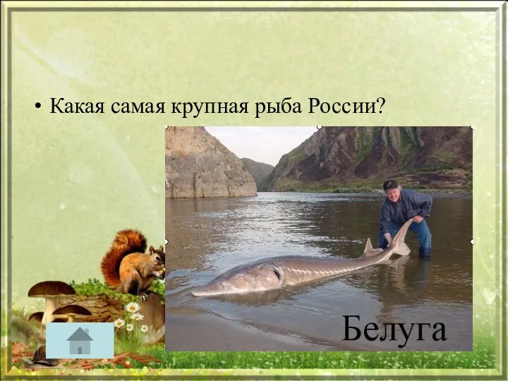 Какая самая крупная рыба России?