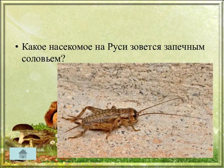 Какое насекомое на Руси зовется запечным соловьем?