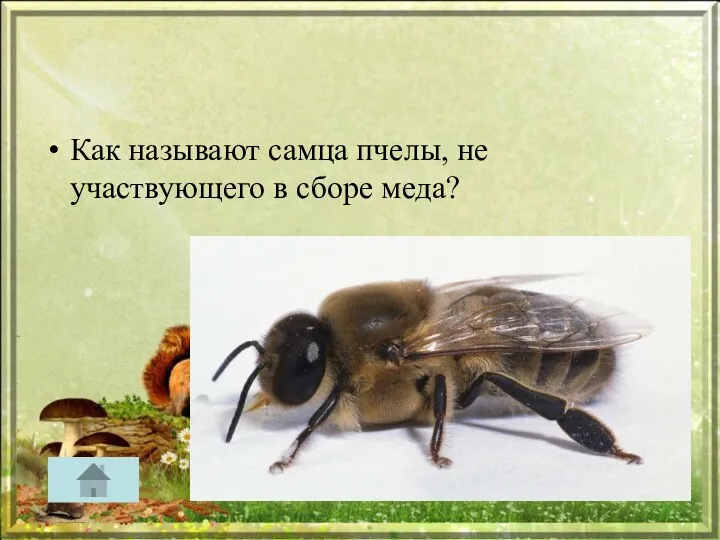 Как называют самца пчелы, не участвующего в сборе меда?