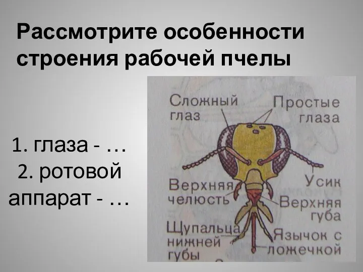 1. глаза - … 2. ротовой аппарат - … Рассмотрите особенности строения рабочей пчелы