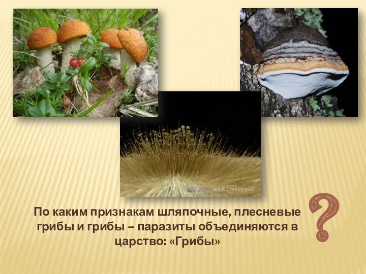 По каким признакам шляпочные, плесневые грибы и грибы – паразиты объединяются в царство: «Грибы» ?