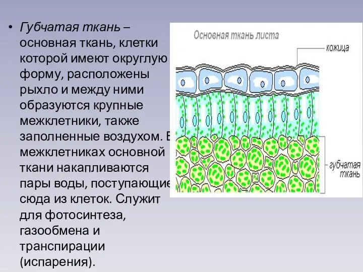 Губчатая ткань – основная ткань, клетки которой имеют округлую форму,