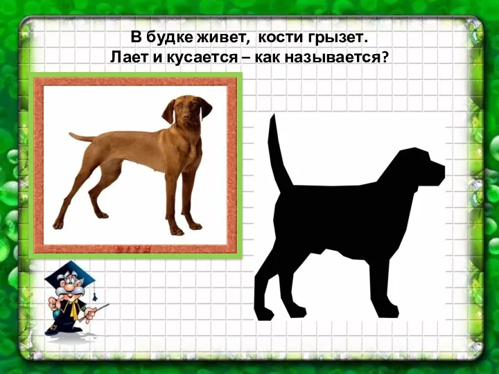 В будке живет, кости грызет. Лает и кусается – как называется?