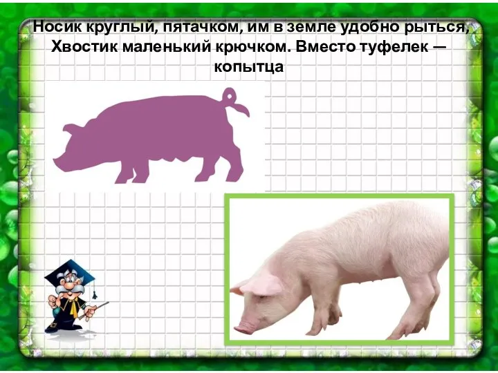 Носик круглый, пятачком, им в земле удобно рыться, Хвостик маленький крючком. Вместо туфелек — копытца