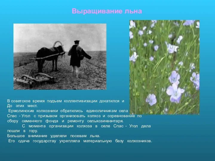 Выращивание льна В советское время подъем коллективизации докатился и До этих мест. Ермолинские
