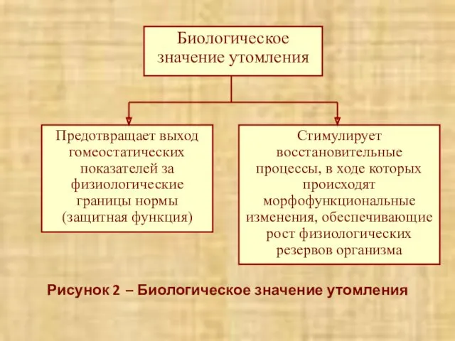 Рисунок 2 – Биологическое значение утомления