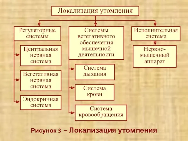 Рисунок 3 – Локализация утомления