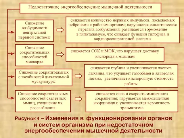 Рисунок 4 – Изменения в функционировании органов и систем организма при недостаточном энергообеспечении мышечной деятельности