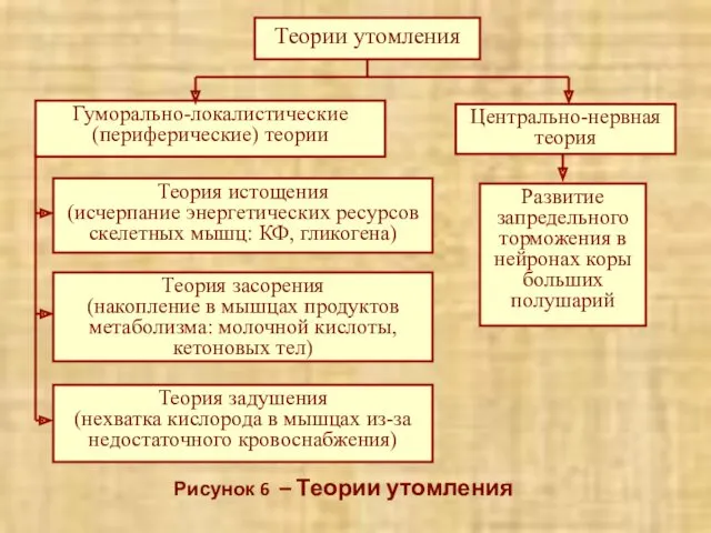 Рисунок 6 – Теории утомления