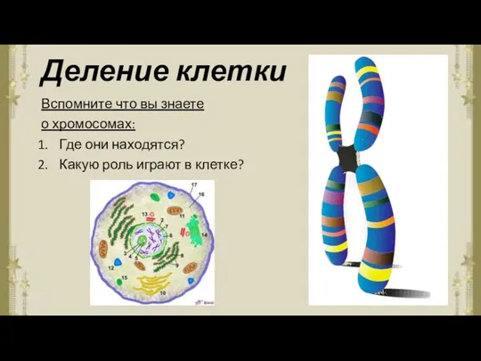 Деление клетки Вспомните что вы знаете о хромосомах: Где они находятся? Какую роль играют в клетке?