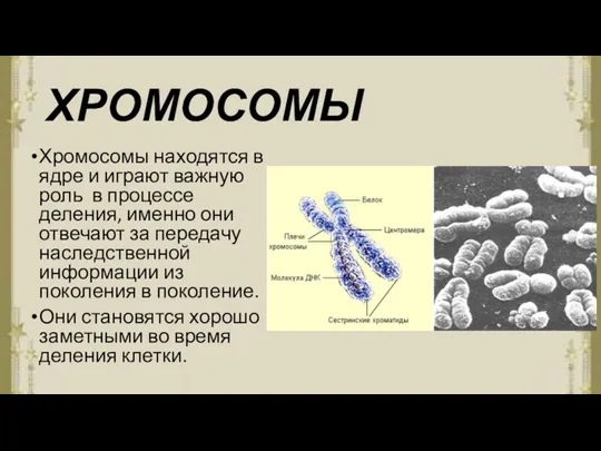 ХРОМОСОМЫ Хромосомы находятся в ядре и играют важную роль в процессе деления, именно