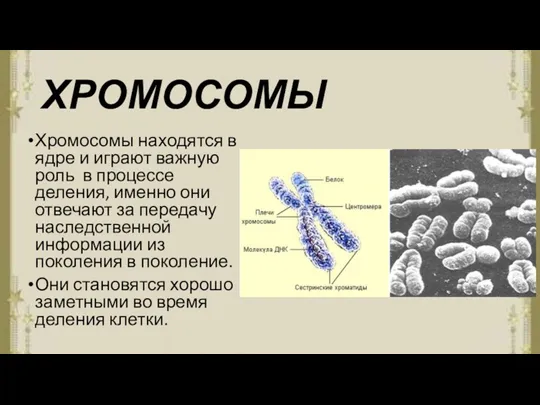 ХРОМОСОМЫ Хромосомы находятся в ядре и играют важную роль в