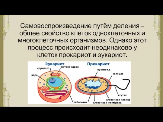 Самовоспроизведение путём деления – общее свойство клеток одноклеточных и многоклеточных организмов. Однако этот