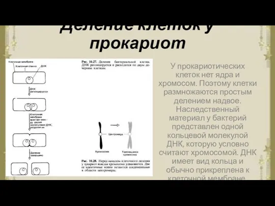 Деление клеток у прокариот У прокариотических клеток нет ядра и