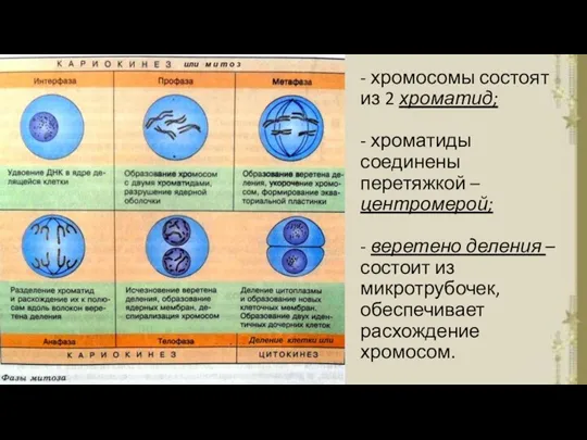 - хромосомы состоят из 2 хроматид; - хроматиды соединены перетяжкой