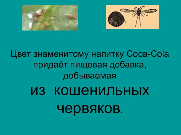 Цвет знаменитому напитку Coca-Cola придаёт пищевая добавка, добываемая из кошенильных червяков.