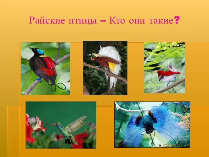 Райские птицы – Кто они такие?