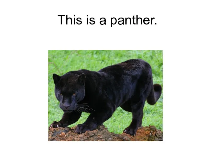 This is a panther.