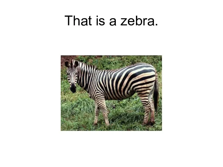 That is a zebra.