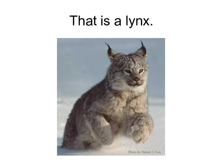 That is a lynx.