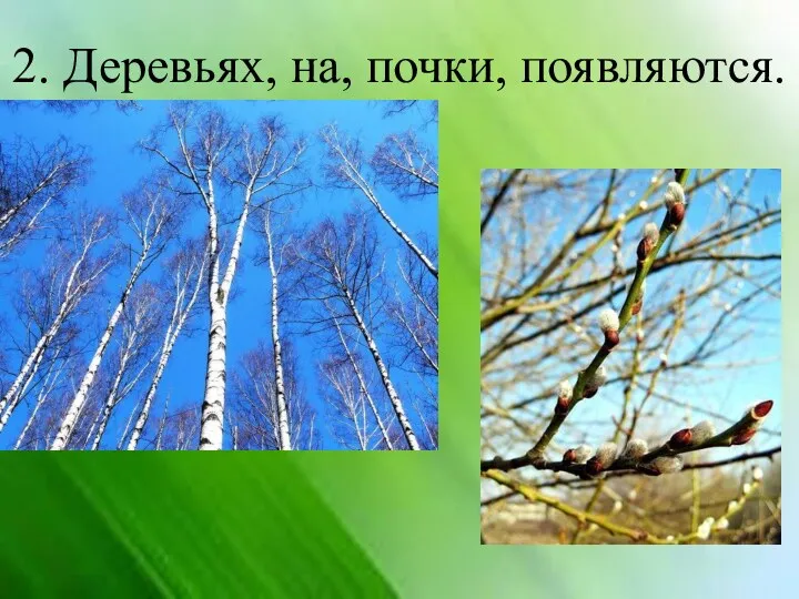 2. Деревьях, на, почки, появляются.