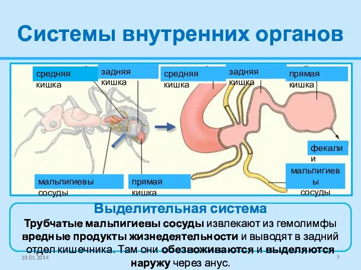 Системы внутренних органов Выделительная система Трубчатые мальпигиевы сосуды извлекают из гемолимфы вредные продукты