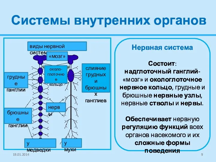Системы внутренних органов виды нервной системы слияние грудных и брюшных ганглиев около- глоточное