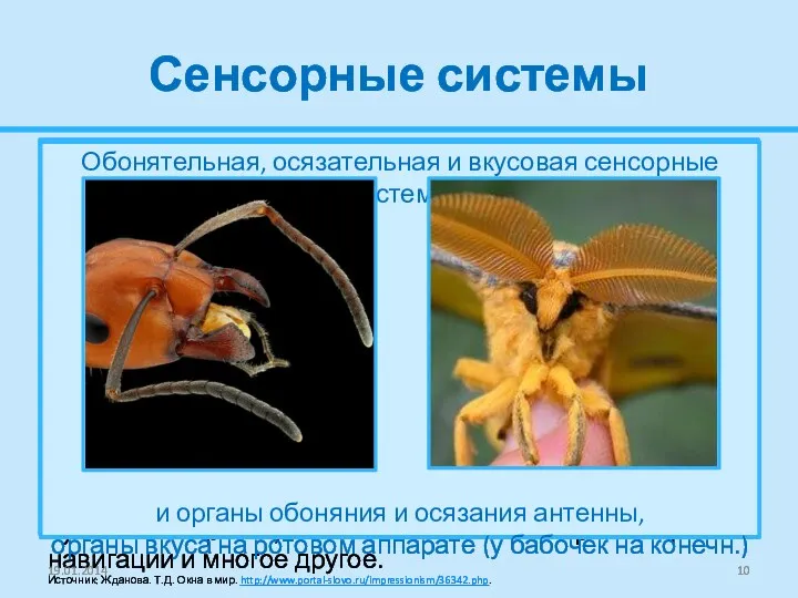 Сенсорные системы Жизнедеятельность насекомых сопровождается обработкой звуковой, обонятельной, зрительной и другой сенсорной информации