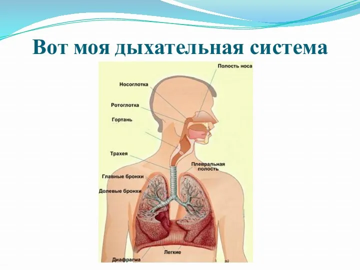 Вот моя дыхательная система