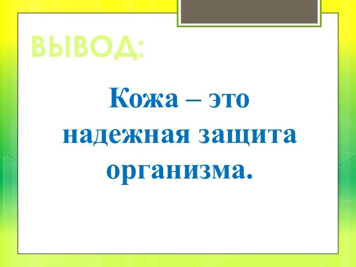 ВЫВОД: Кожа – это надежная защита организма.