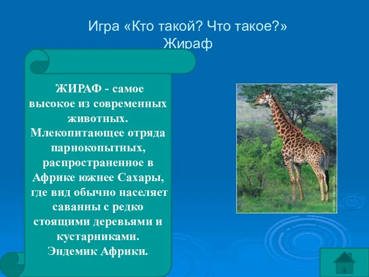 Игра «Кто такой? Что такое?» Жираф ЖИРАФ - самое высокое из современных животных.