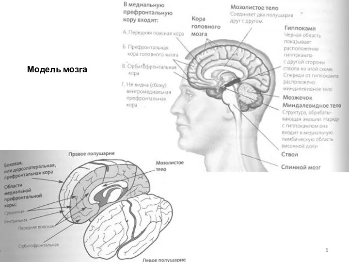Модель мозга
