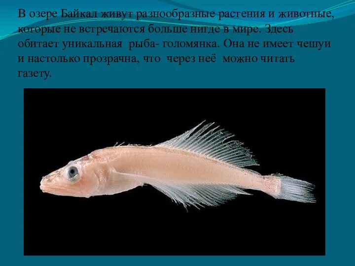 В озере Байкал живут разнообразные растения и животные, которые не