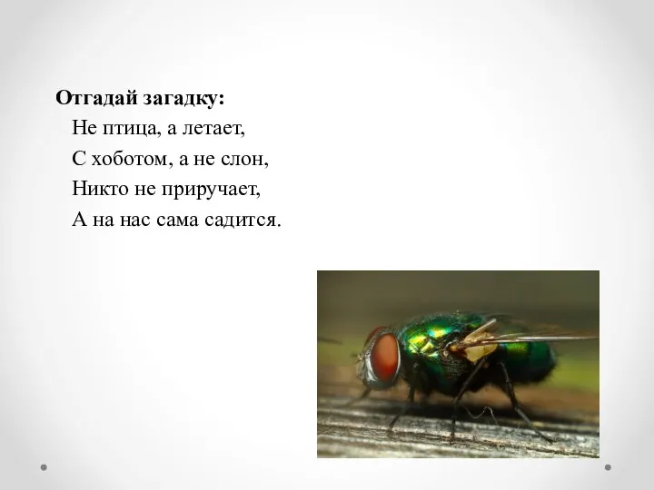 Отгадай загадку: Не птица, а летает, С хоботом, а не