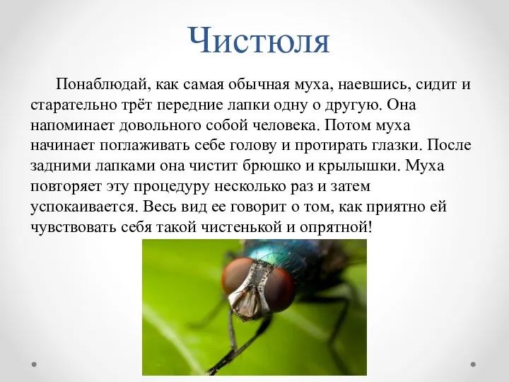 Чистюля Понаблюдай, как самая обычная муха, наевшись, сидит и старательно