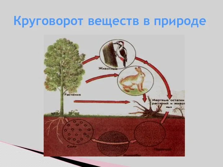 Круговорот веществ в природе