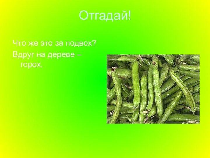 Отгадай! Что же это за подвох? Вдруг на дереве – горох.