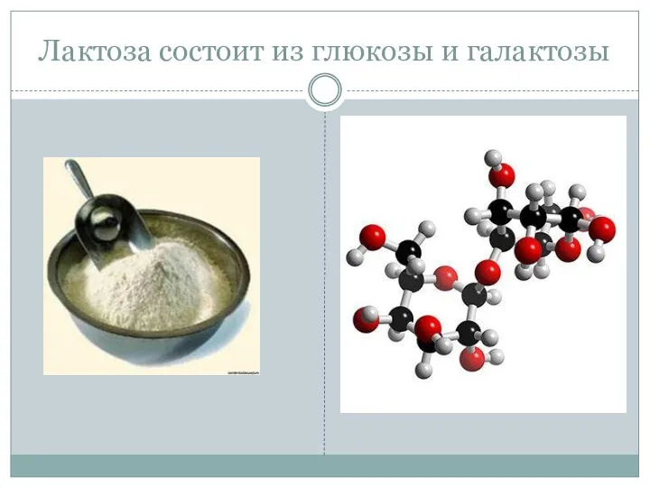 Лактоза состоит из глюкозы и галактозы