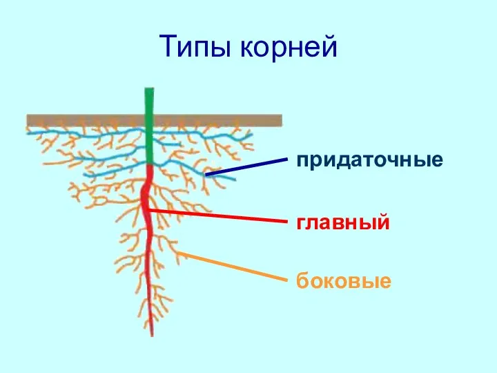 Типы корней