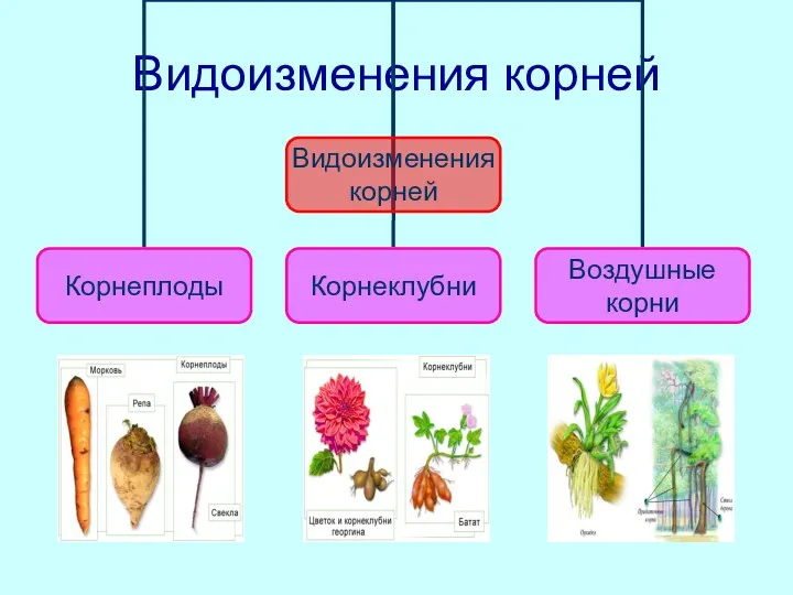 Видоизменения корней