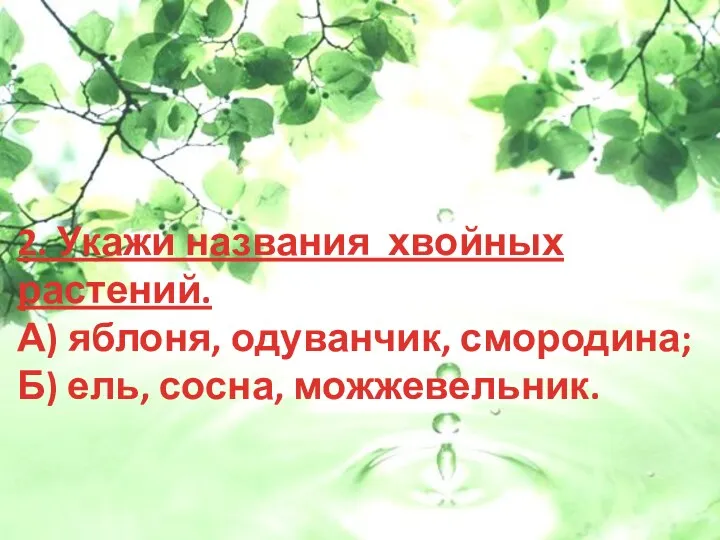 2. Укажи названия хвойных растений. А) яблоня, одуванчик, смородина; Б) ель, сосна, можжевельник.