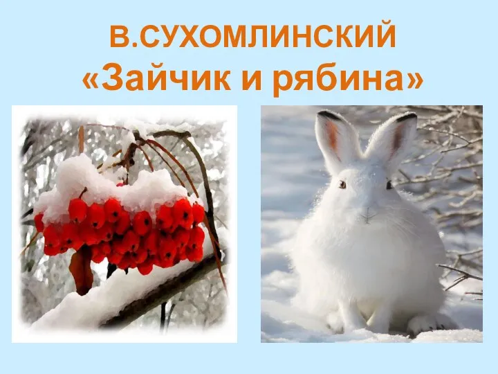 В.СУХОМЛИНСКИЙ «Зайчик и рябина»