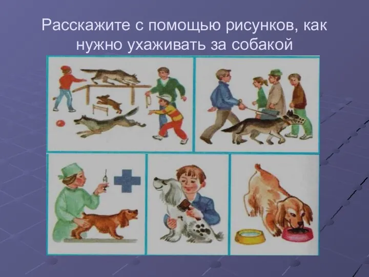 Расскажите с помощью рисунков, как нужно ухаживать за собакой