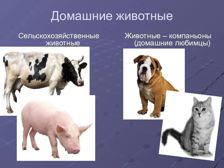Домашние животные Животные – компаньоны (домашние любимцы) Сельскохозяйственные животные