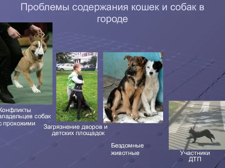 Проблемы содержания кошек и собак в городе Бездомные животные Конфликты владельцев собак с