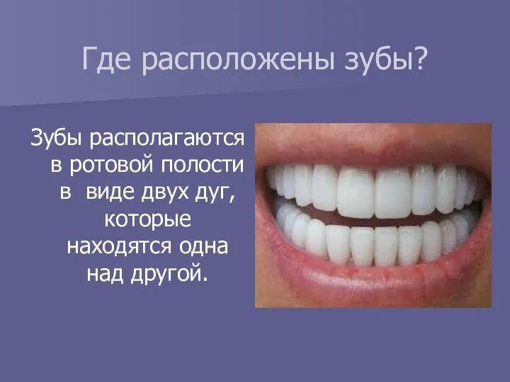 Где расположены зубы? Зубы располагаются в ротовой полости в виде двух дуг, которые
