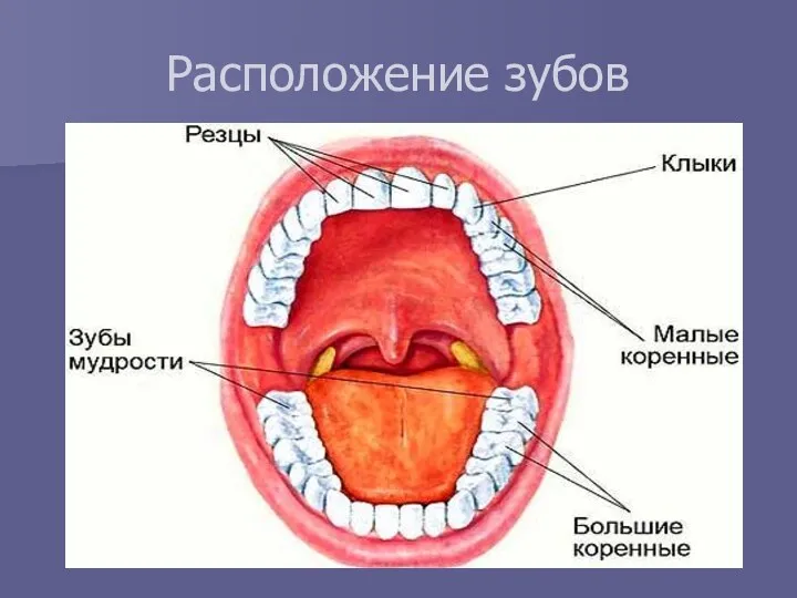 Расположение зубов