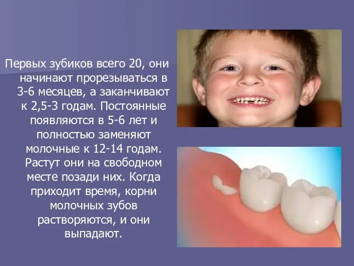 Первых зубиков всего 20, они начинают прорезываться в 3-6 месяцев, а заканчивают к