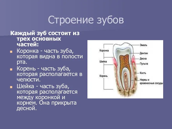 Строение зубов Каждый зуб состоит из трех основных частей: Коронка - часть зуба,